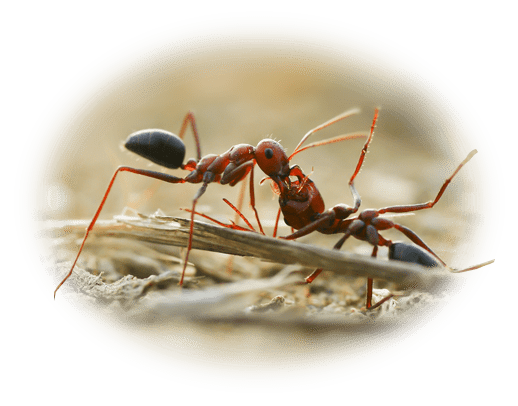 Dixie Exterminating | Pest Control in York, Chester, Lancaster Counties in SC | ants