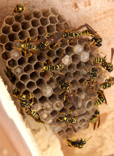 Dixie Exterminating | Pest Control in York, Chester, Lancaster Counties in SC | bees, wasps and other insects