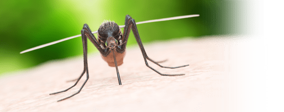 Dixie Exterminating | Pest Control in York, Chester, Lancaster Counties in SC | mosquito