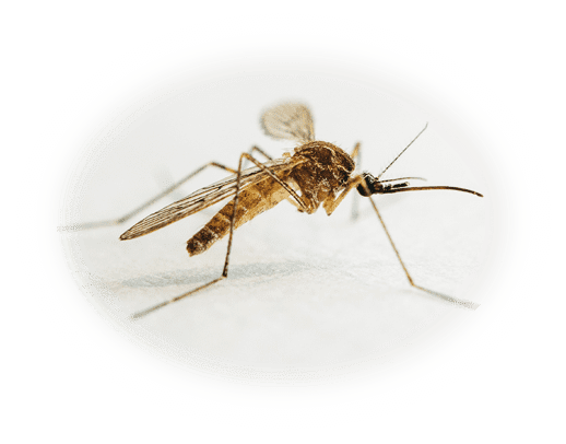 Dixie Exterminating | Pest Control in York, Chester, Lancaster Counties in SC | mosquitos