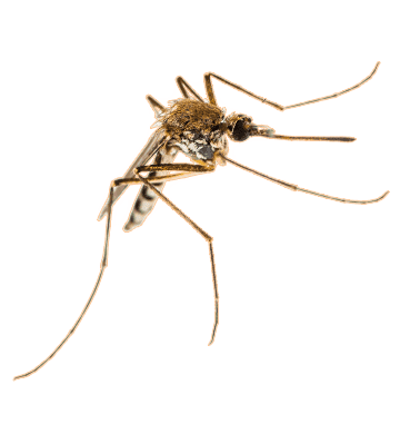 dixie-exterminating-mosquito3