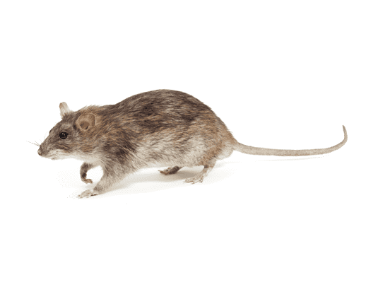 Dixie Exterminating | Pest Control in York, Chester, Lancaster Counties in SC | rodents