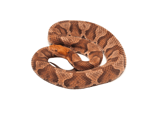 Dixie Exterminating | Pest Control in York, Chester, Lancaster Counties in SC | snakes