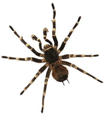 Dixie Exterminating | Pest Control in York, Chester, Lancaster Counties in SC | spider